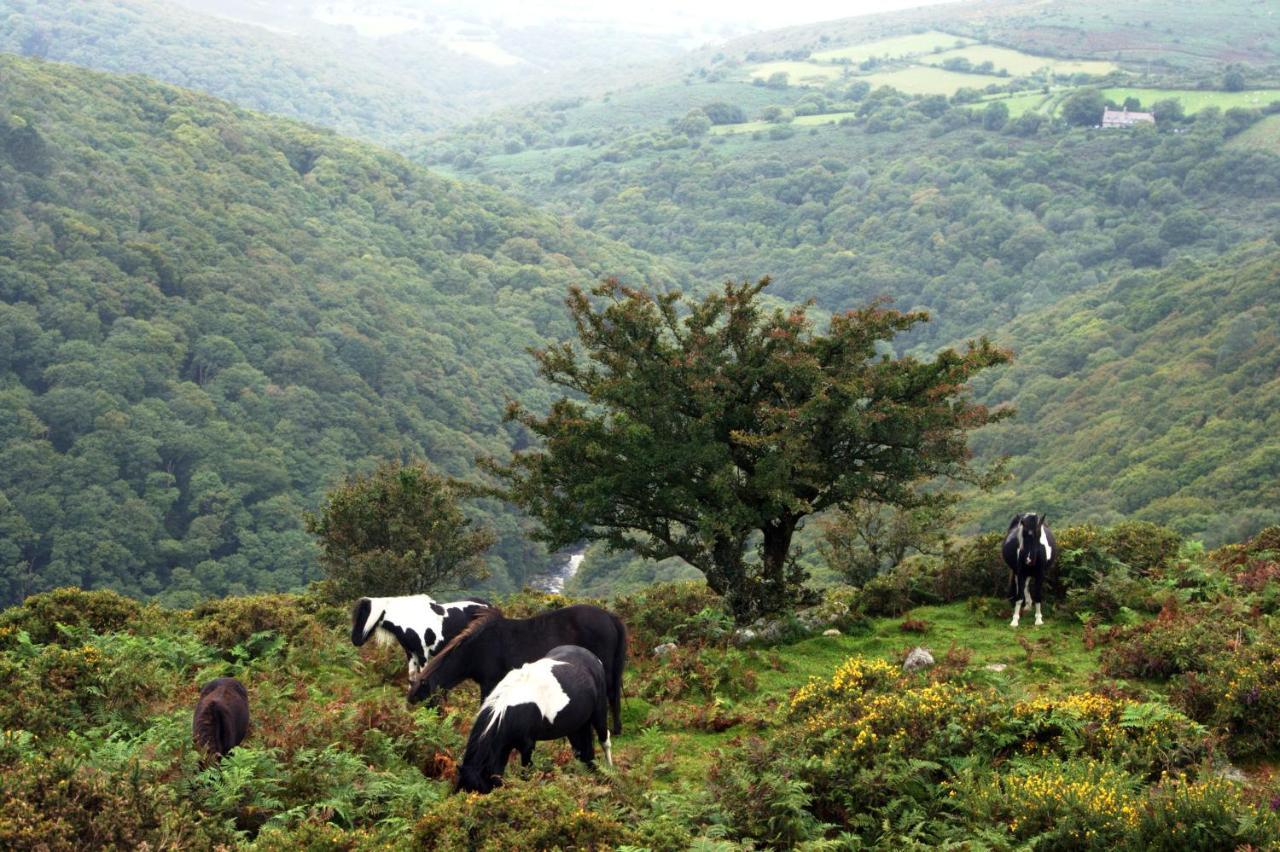 Higher Coombe Bovey Tracey Extérieur photo